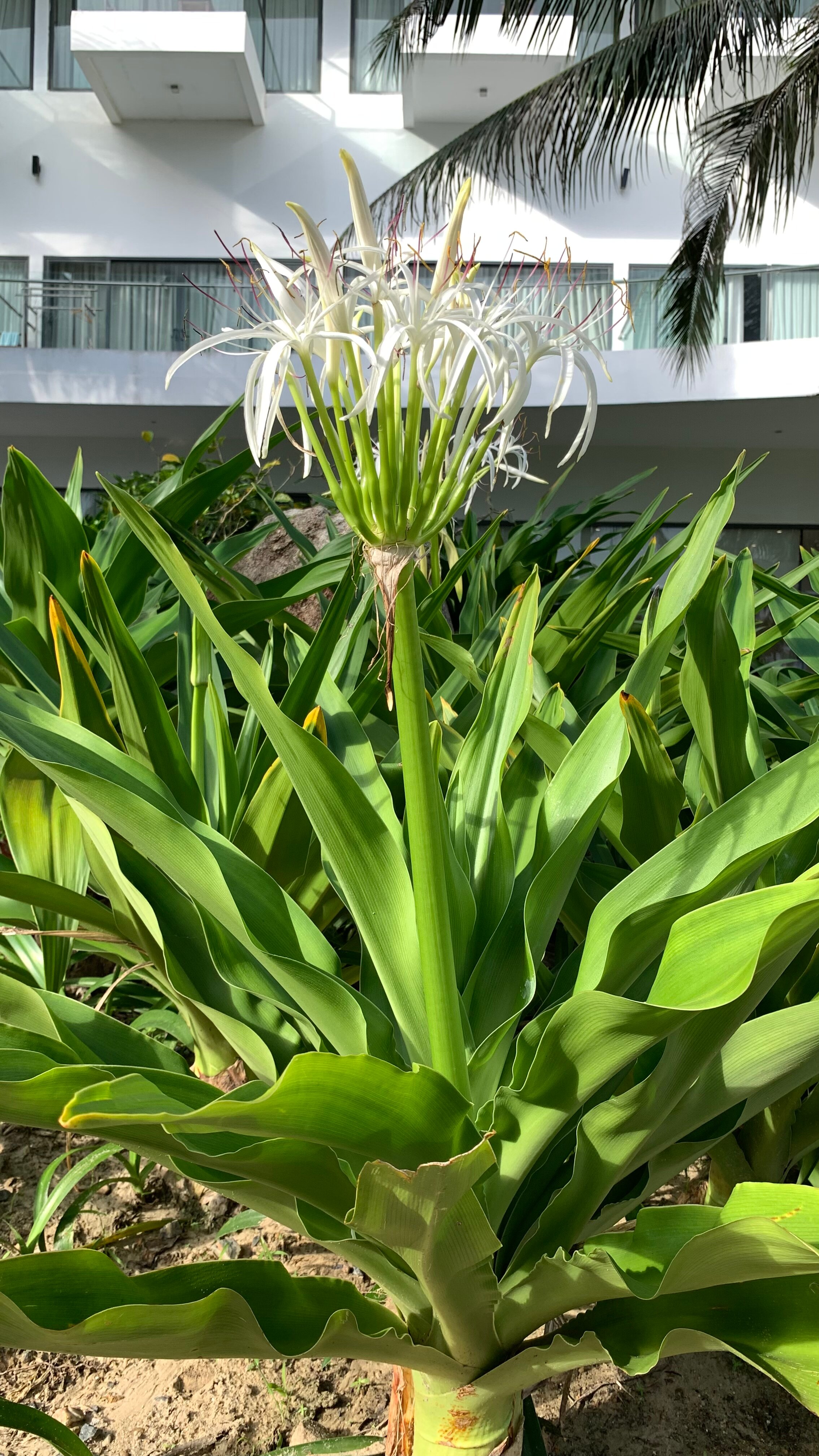 Фото Cam Ranh Riviera Beach Resort & SPA 