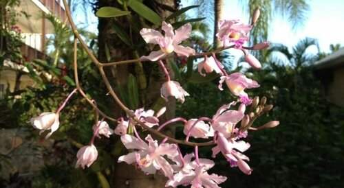 Гостиница Estate Lindholm на Сент-Джоне