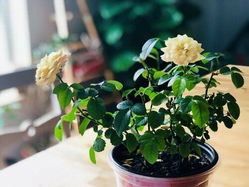 Хостел Simple Hostel в Пекине