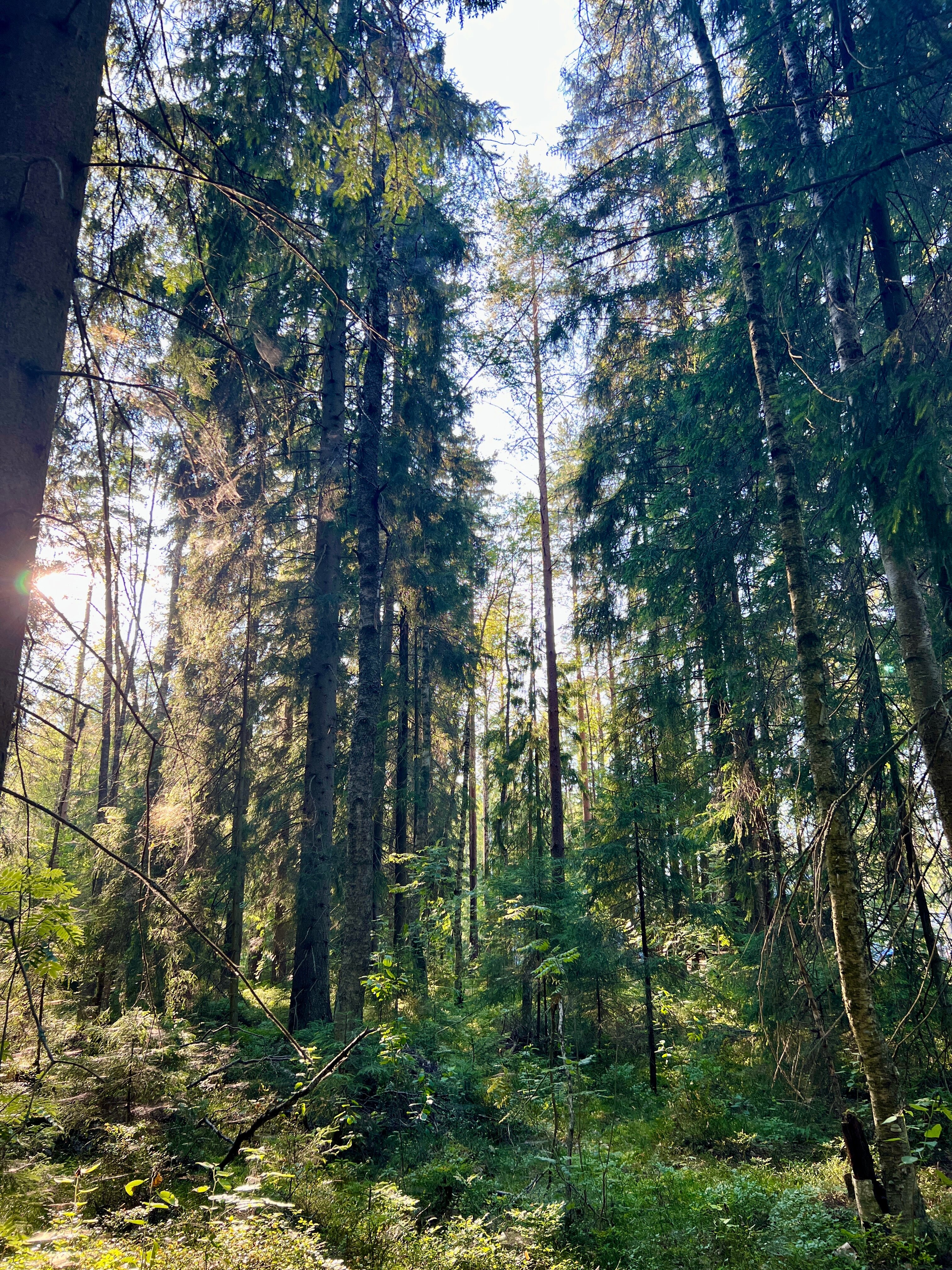 Фото Klever House Экофорест