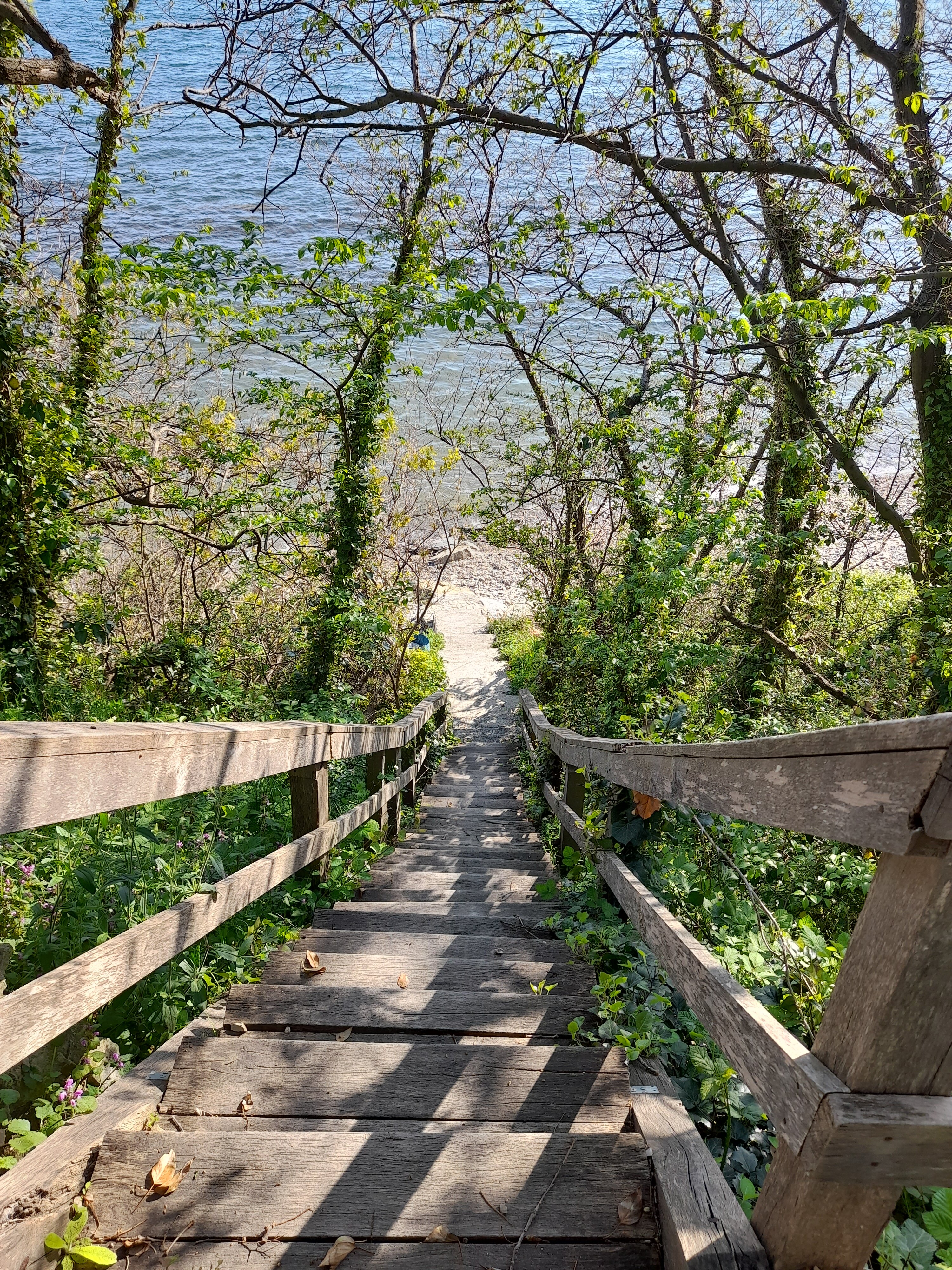 Фото Камелия Gold