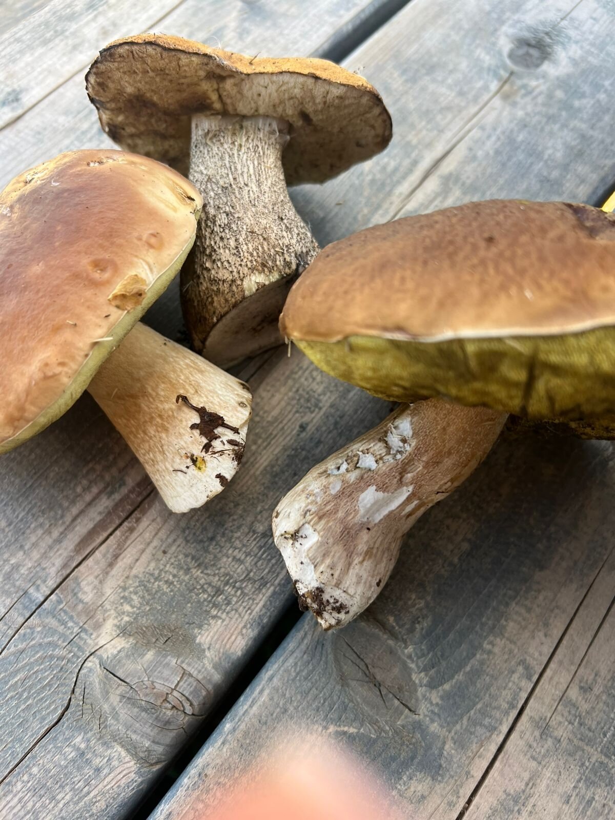 Фото Мыза Иногоща