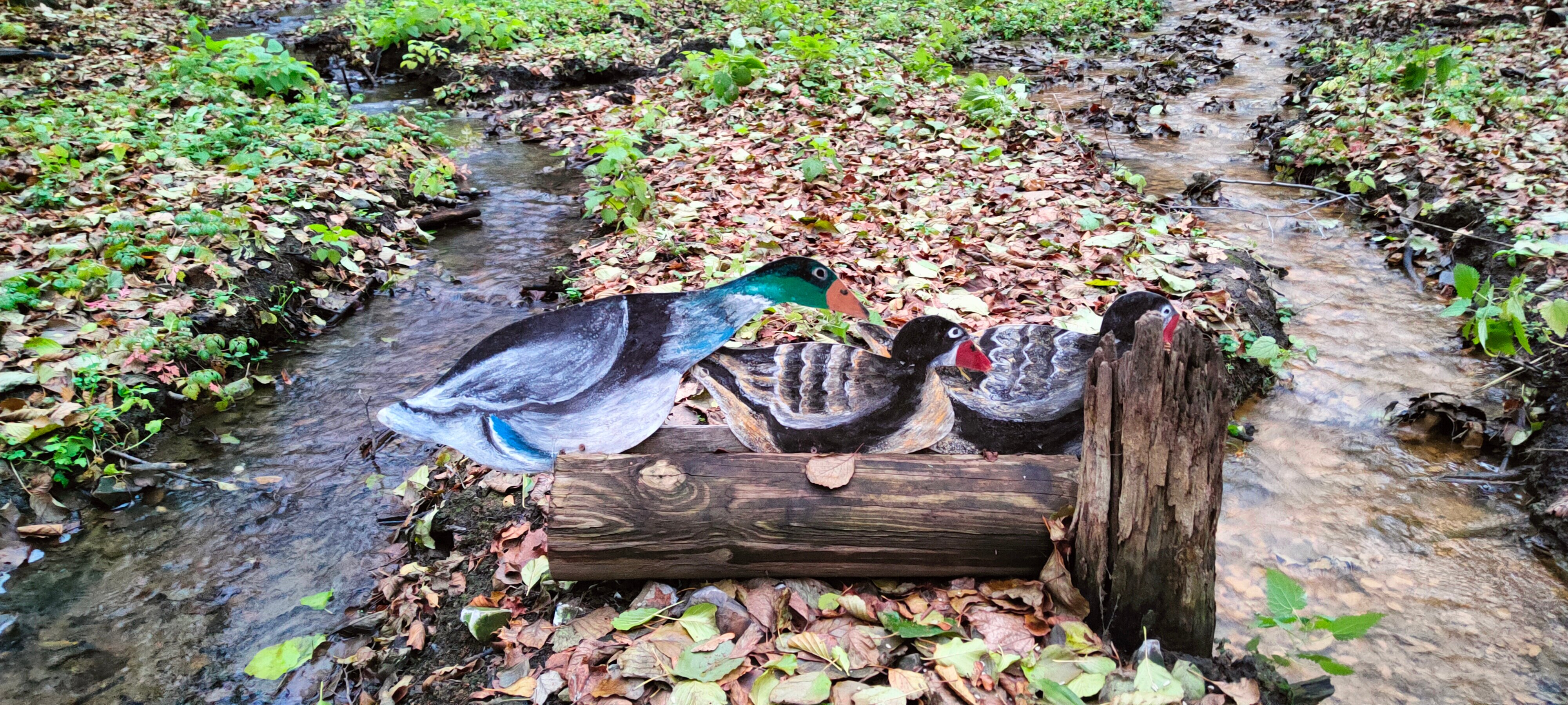 Фото В Лес Афрейм