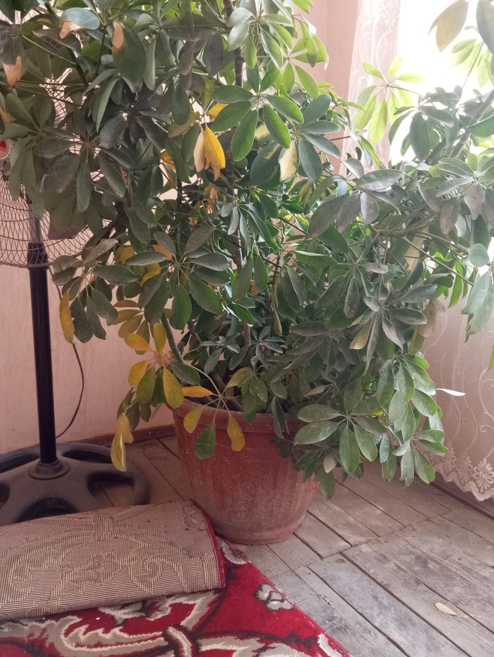 Фото Manhattan Astana