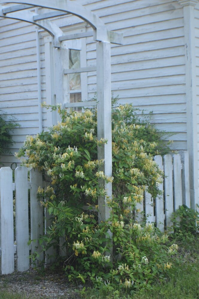 Фото The Carleton House