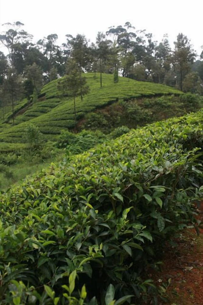 Фото Wild Elephant Eco-Friendly Resort