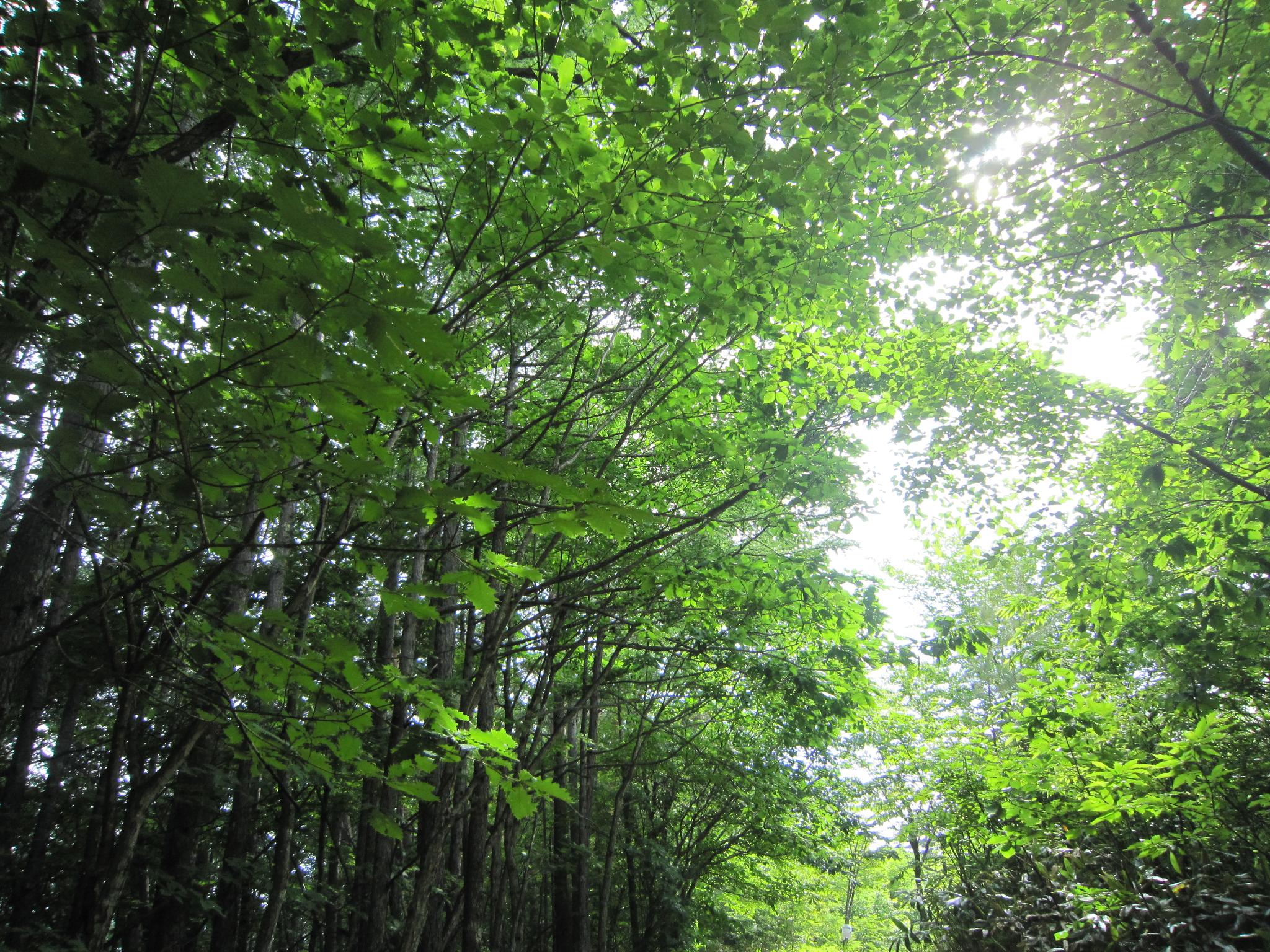 Фото Hotel Gute Welle