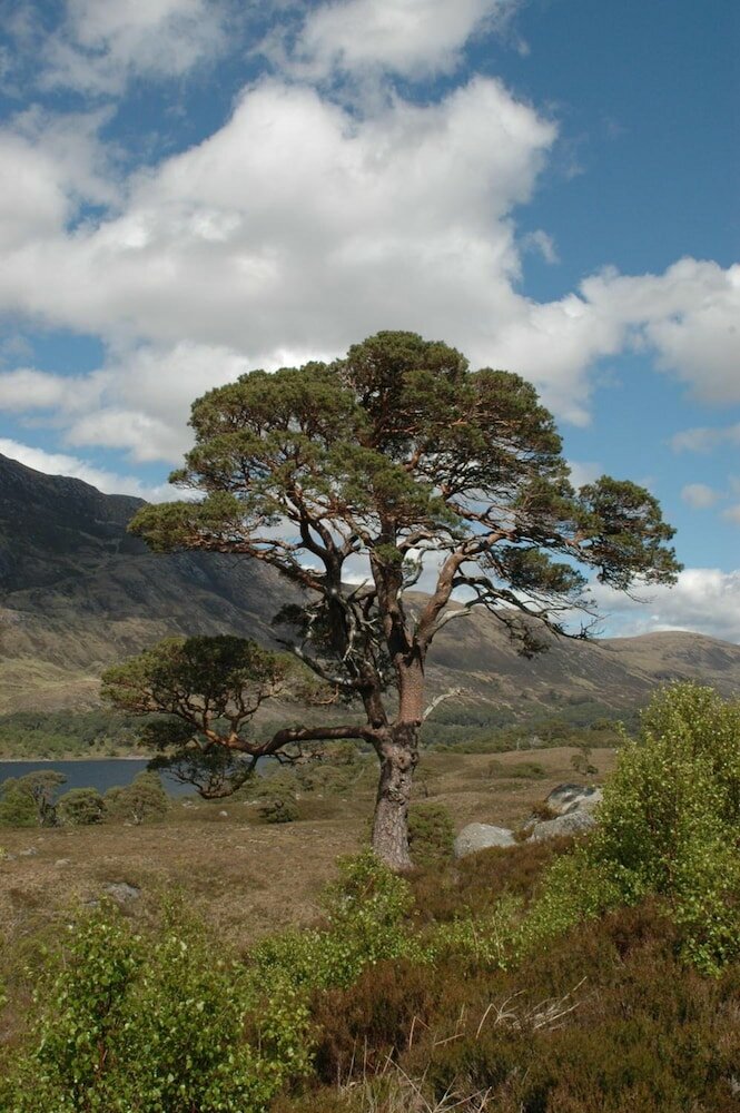 Фото Dunhallin House