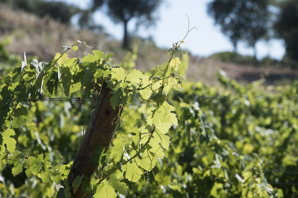 Фото A Serenada Enoturismo