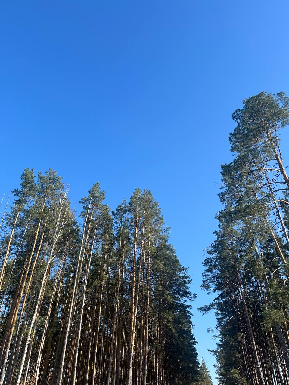 Фото ПарГрад Тихая сосна