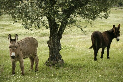 Внешний вид отеля Imani Country House в Эворе, фото 5