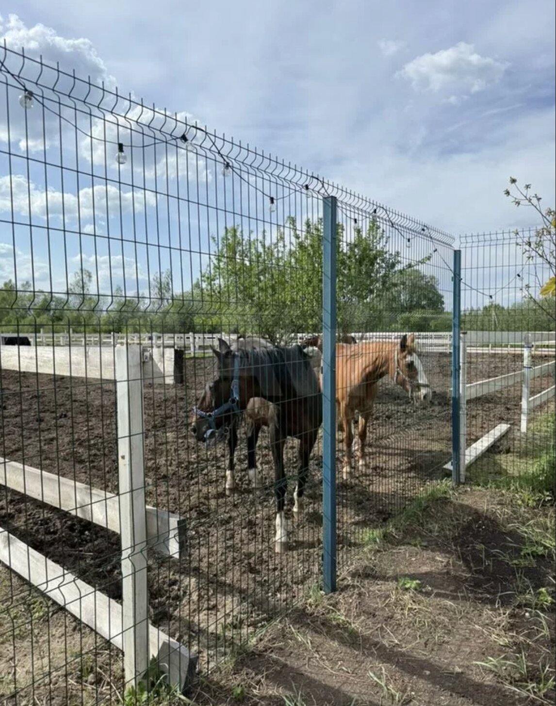 Фото Wind houses