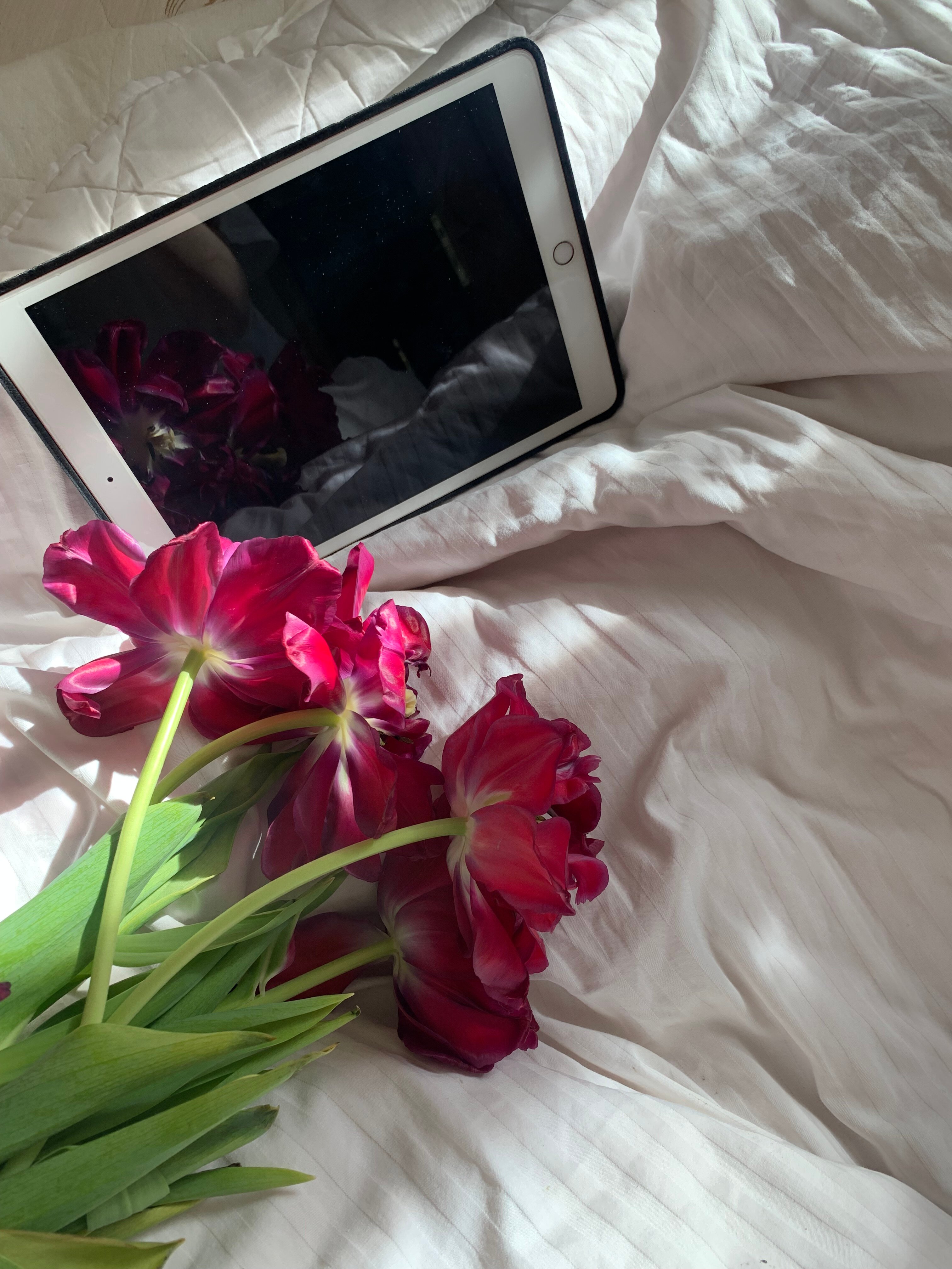 Фото Яблоки