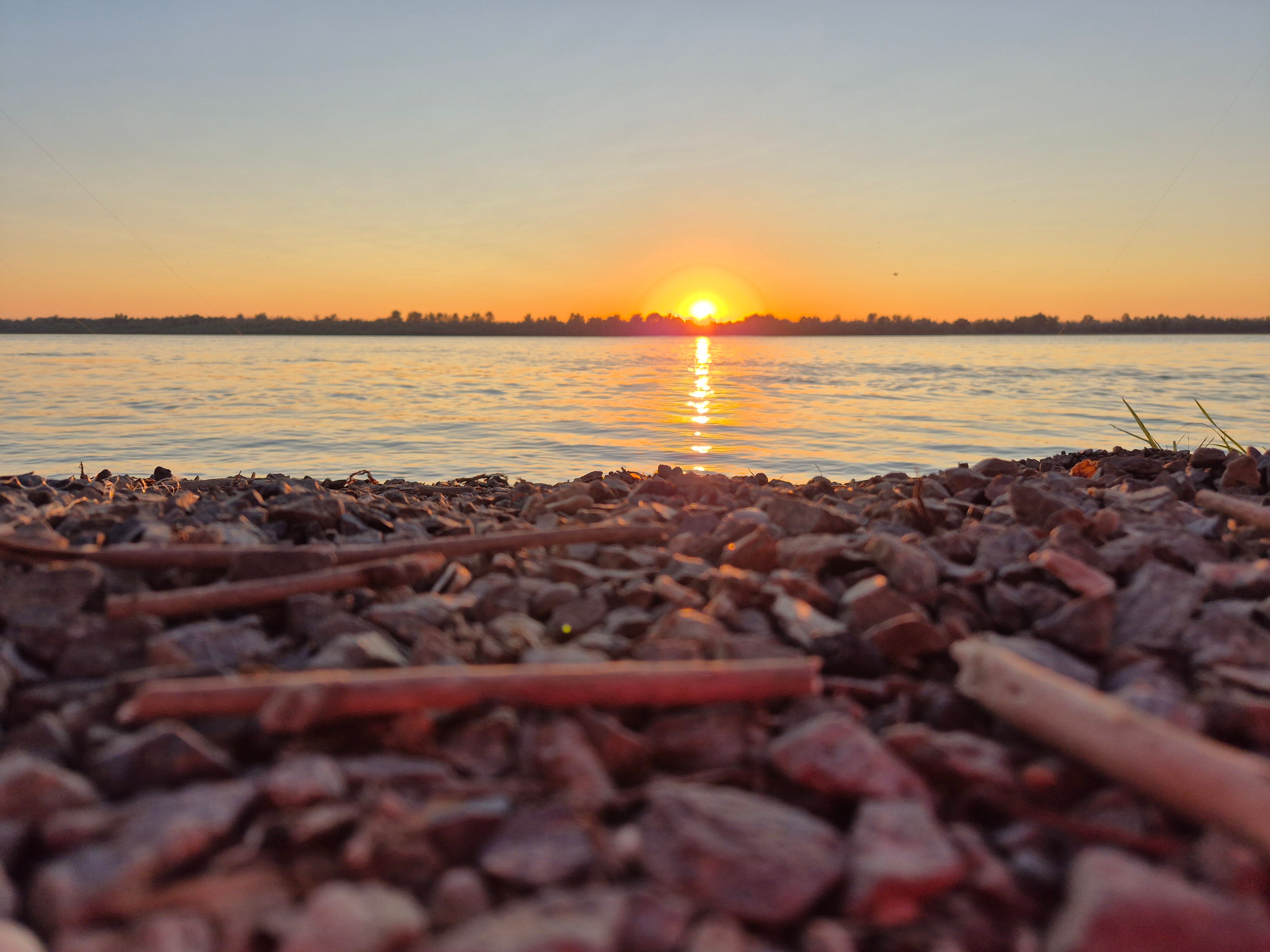 Фото Тополя