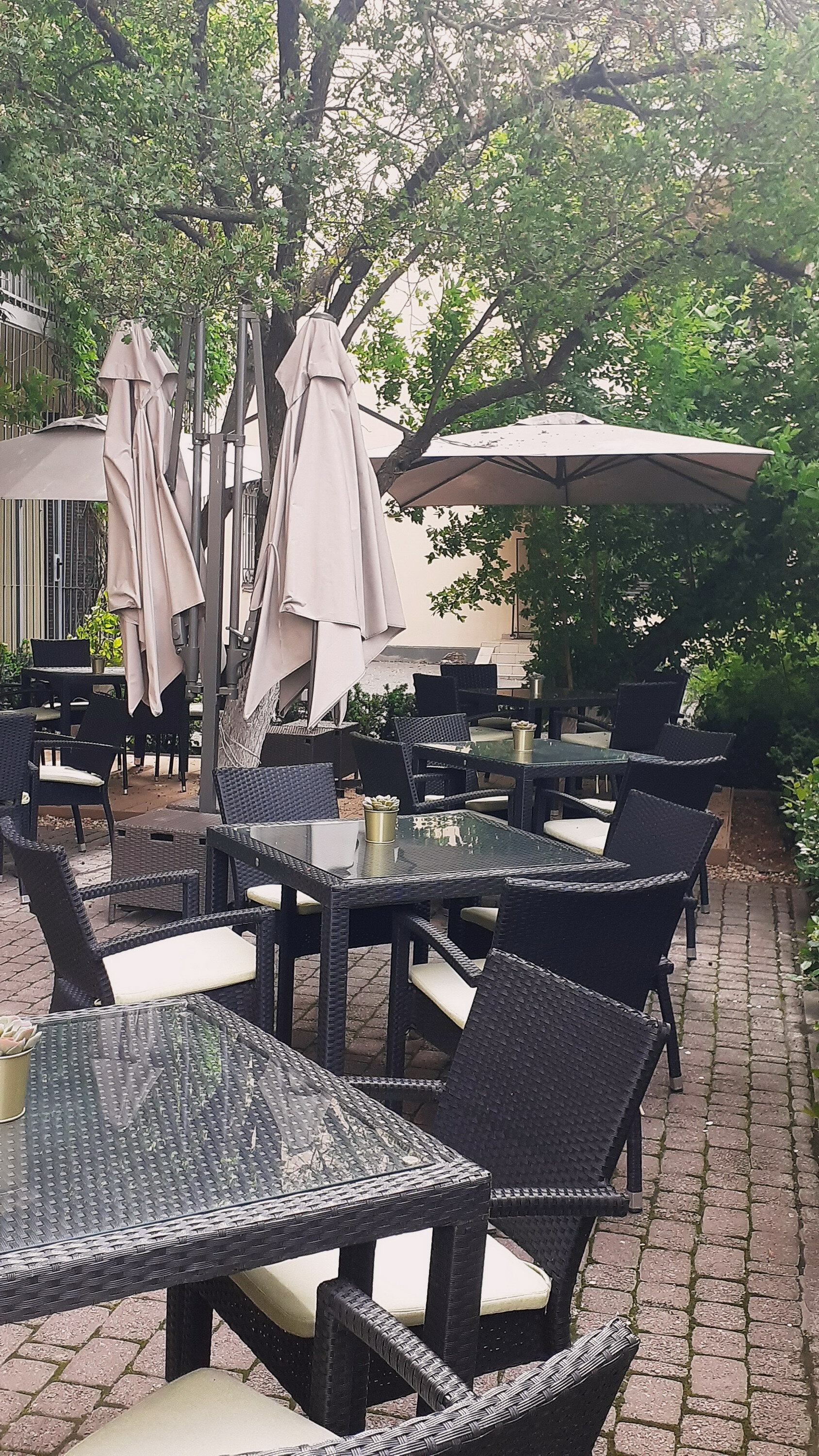 Фото Каштан