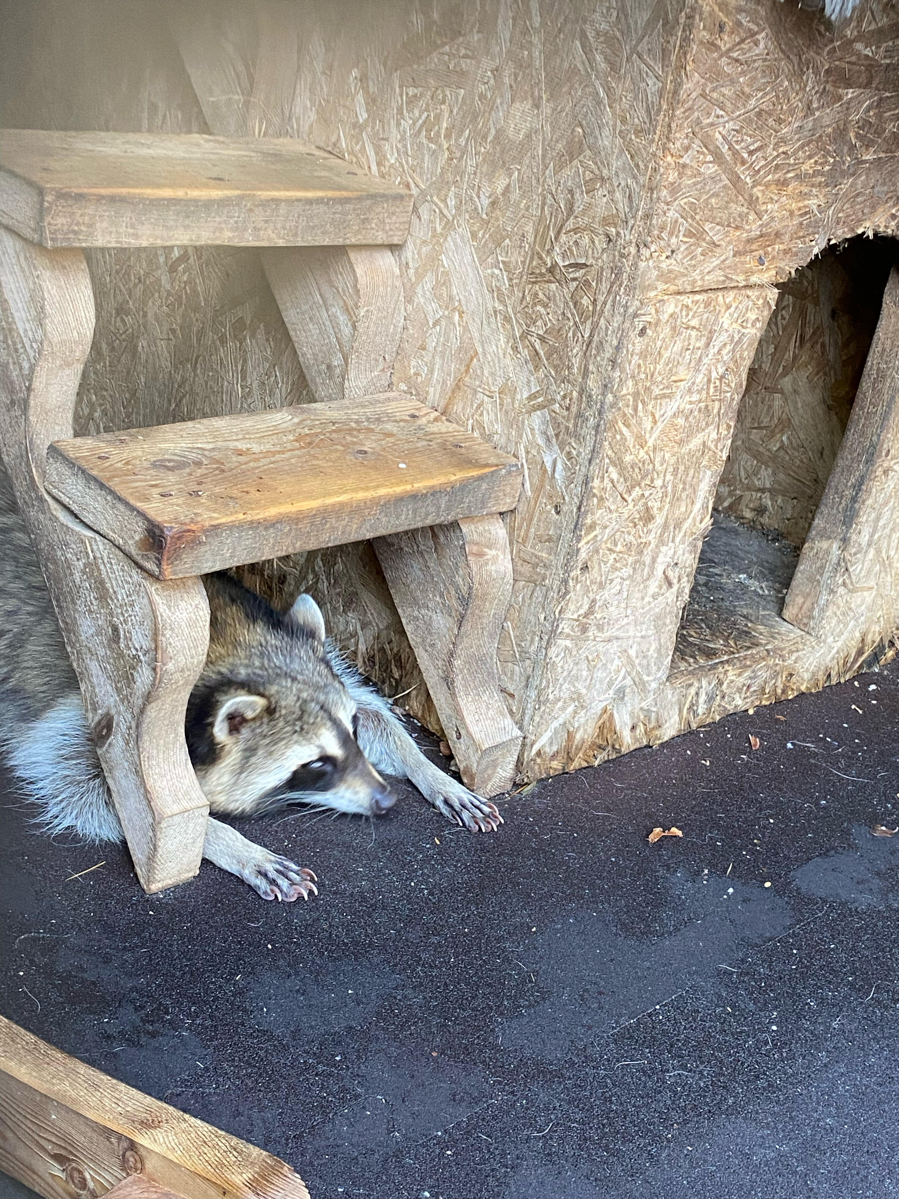 Фото Ника прибрежный уют