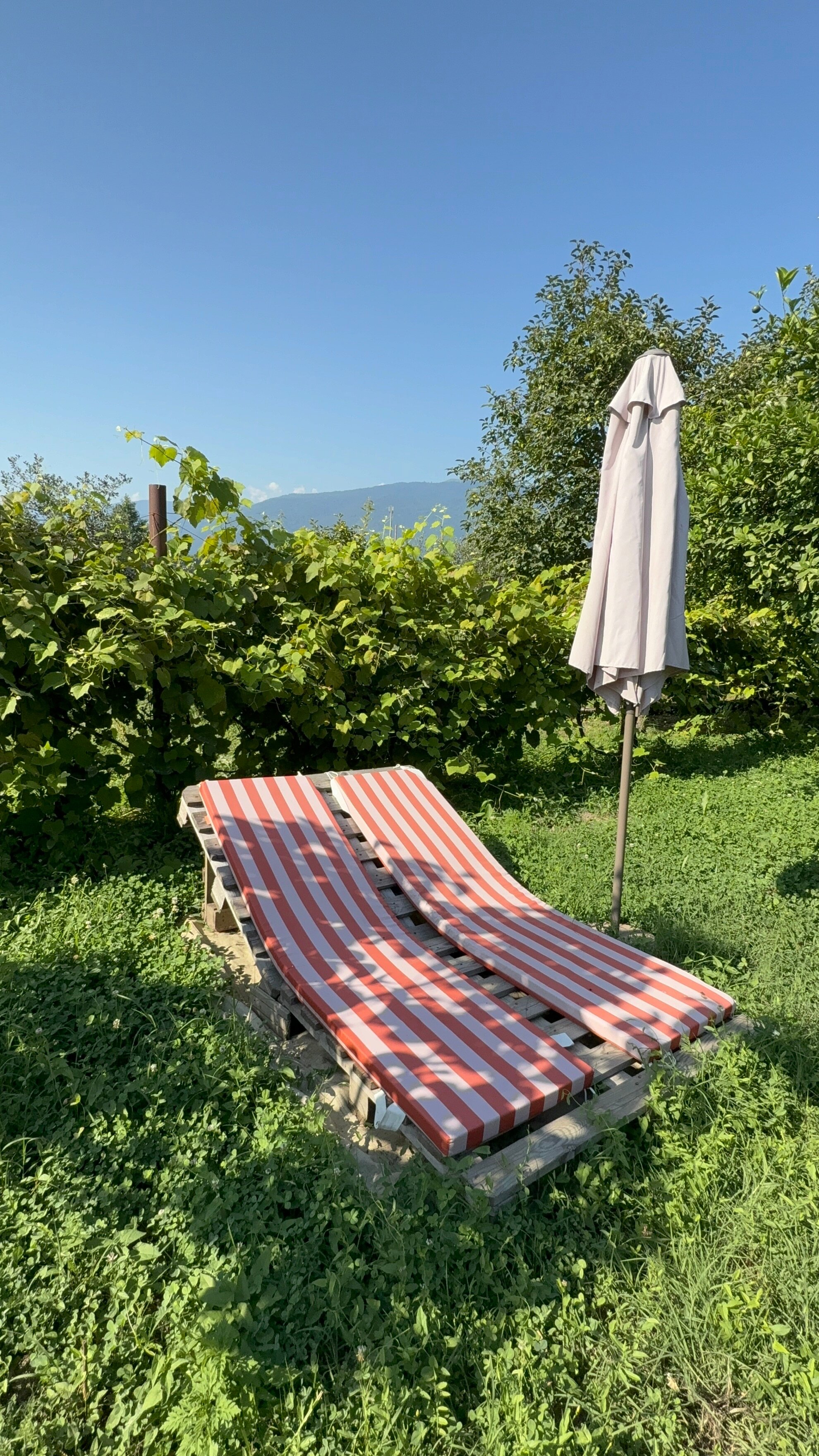 Фото Гостевой дом Алахадзы