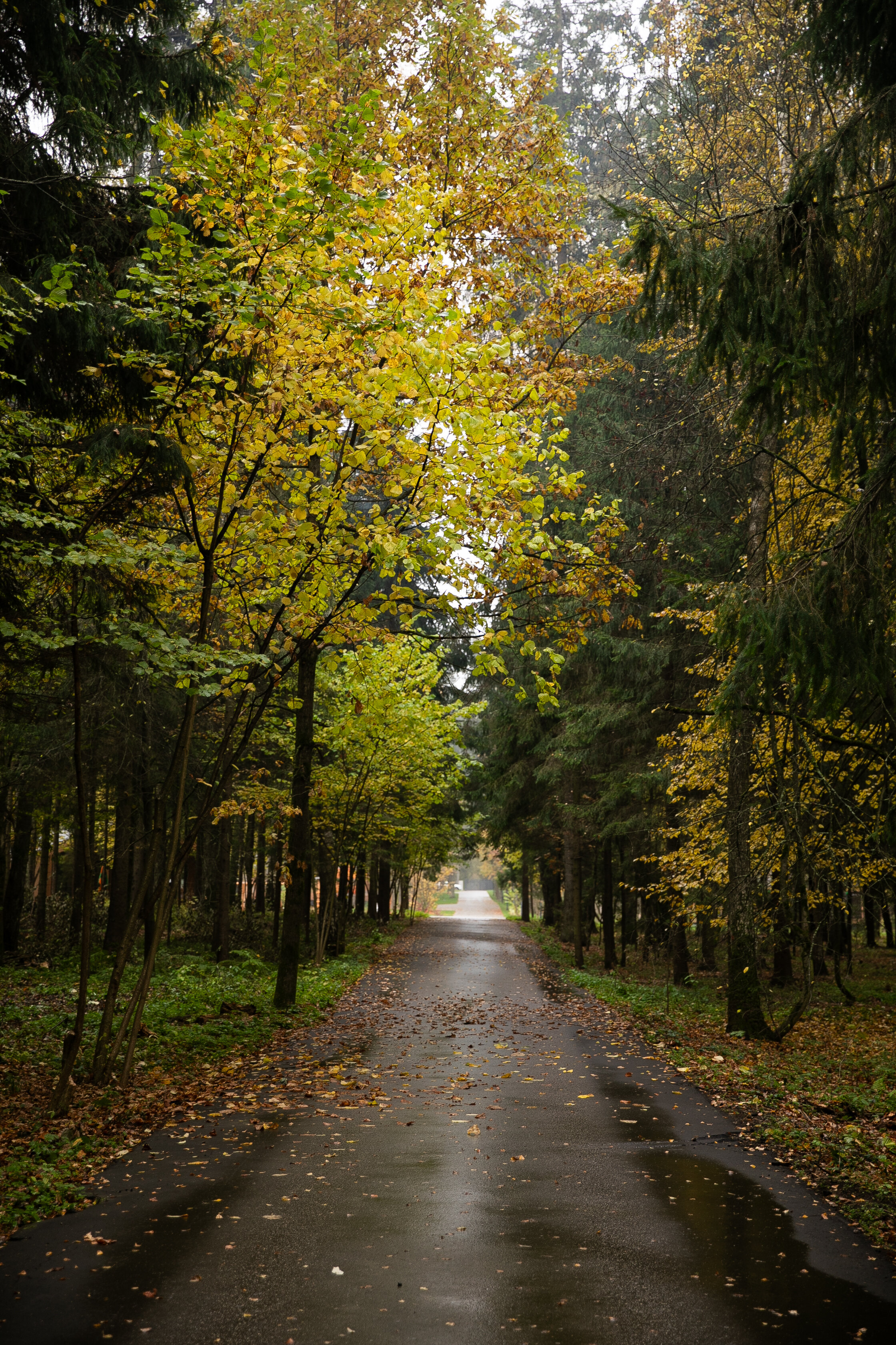 Фото Рябиновый берег