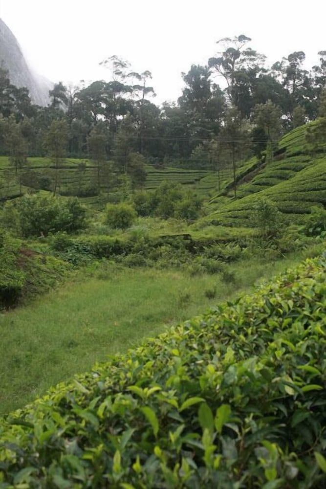 Фото Wild Elephant Eco-Friendly Resort