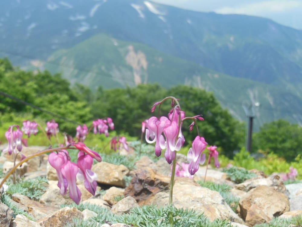 Фото Pension Ciel