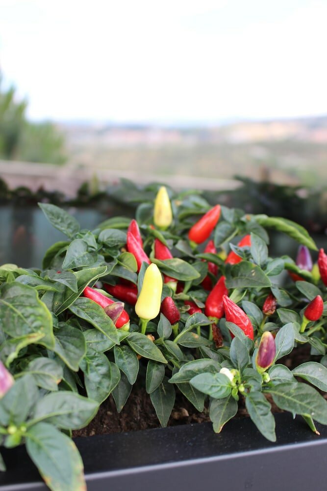 Фото Hotel Altavilla