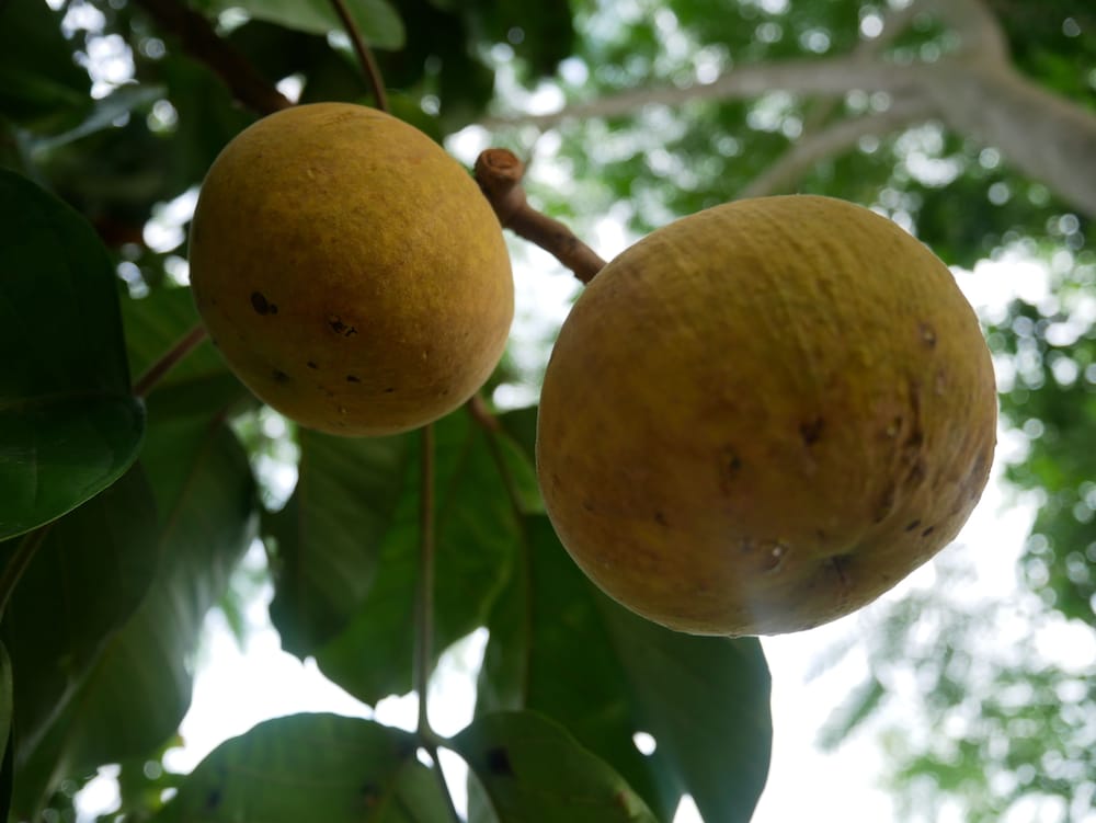 Фото Baan Suan Palm Resort