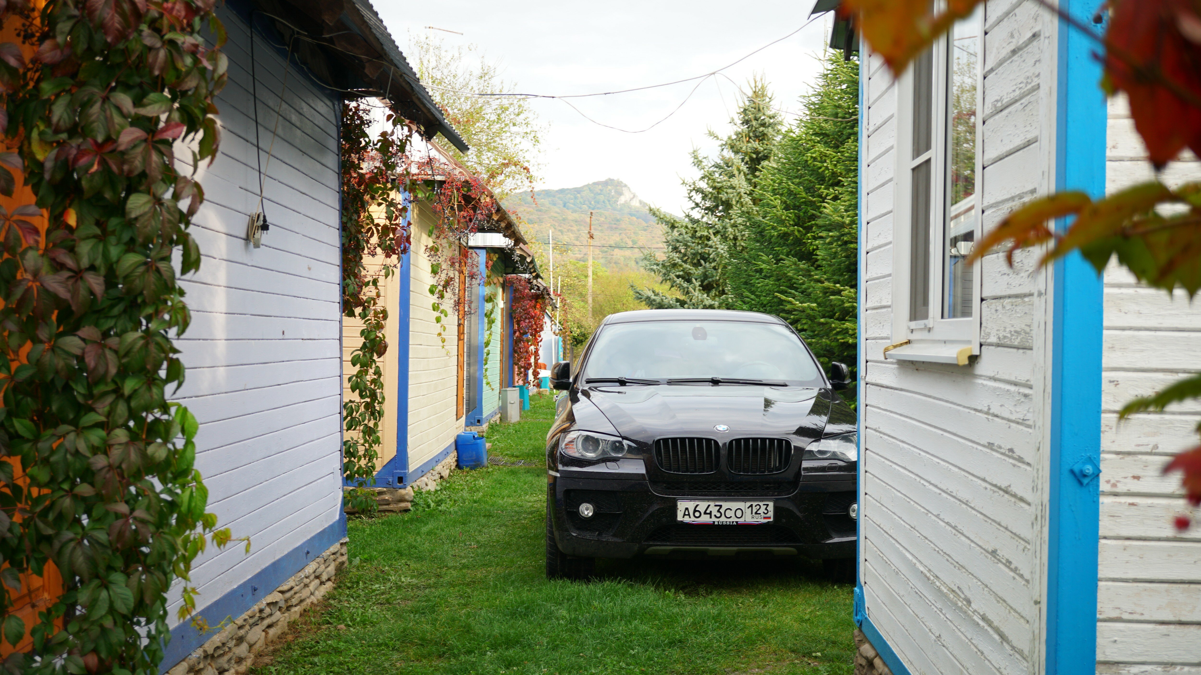 Фото Снежный Барс