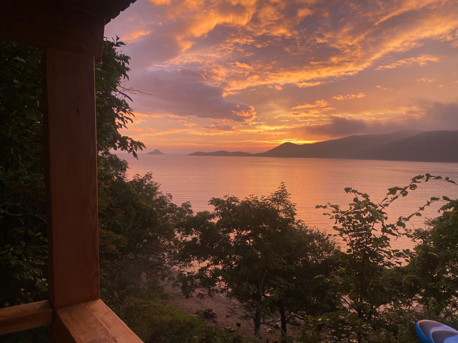 Фото Ромашка-Витязь