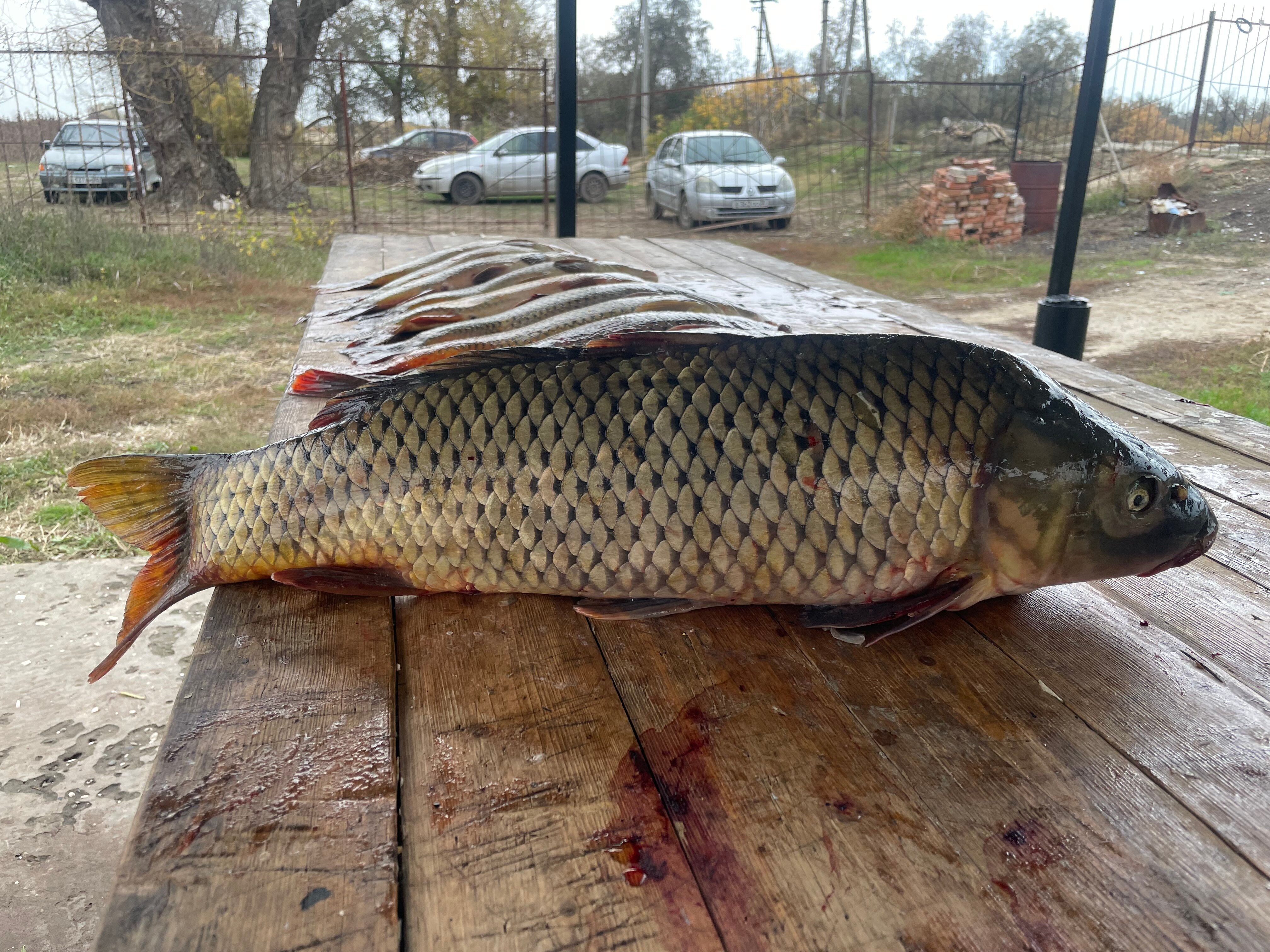Фото Ладейная