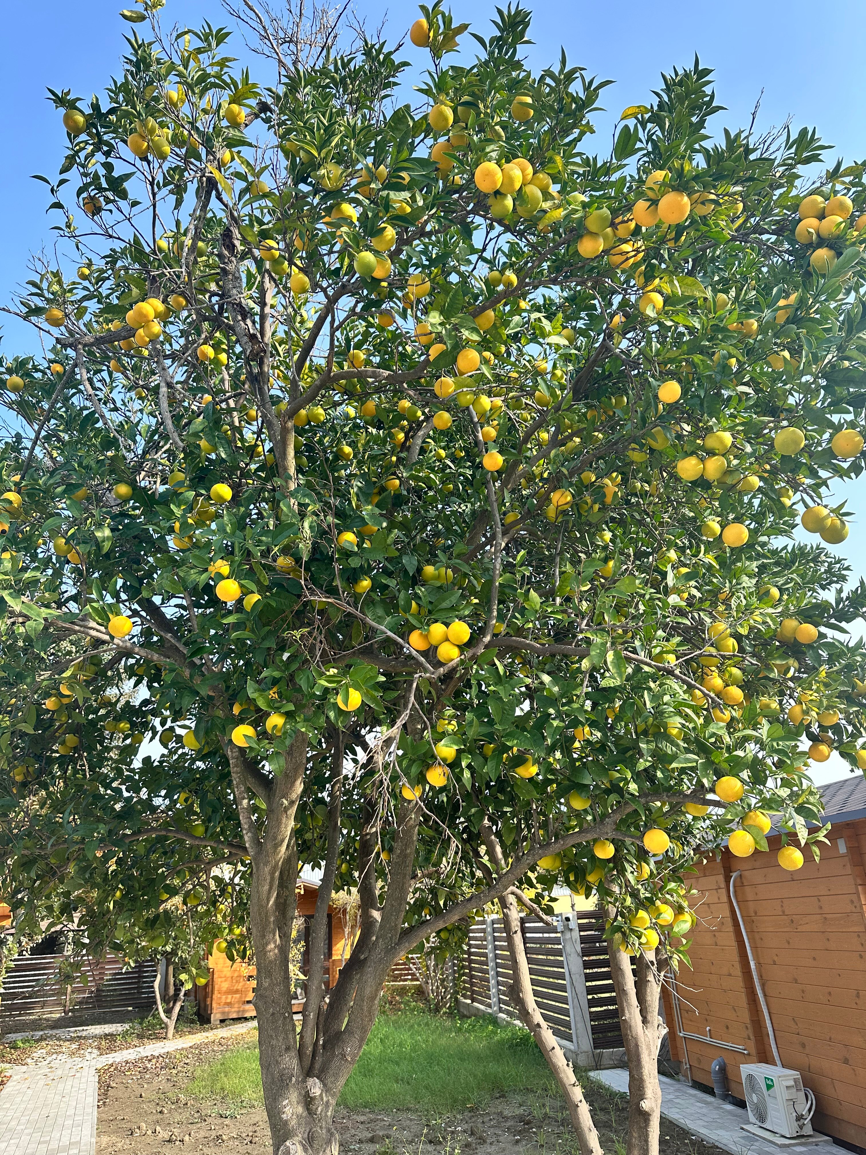 Фото Costa d’Ora