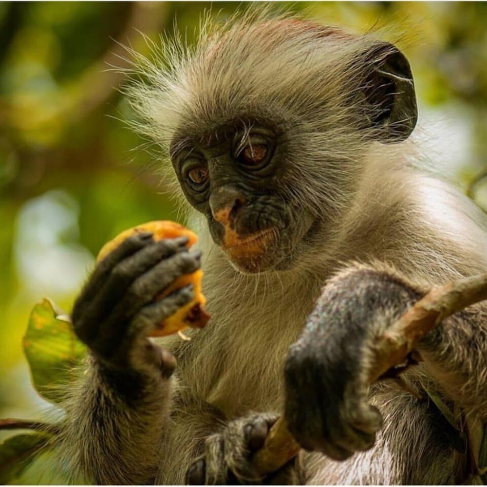 Фото Jambiani White Sands 