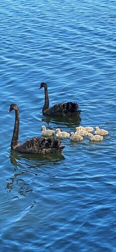 Внешний вид отеля Lakeside Motel Waterfront в Лейкс-Энтрансе, фото 5