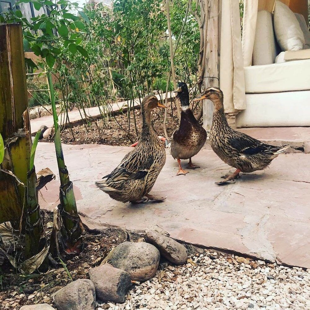 Фото La Ferme El Dar