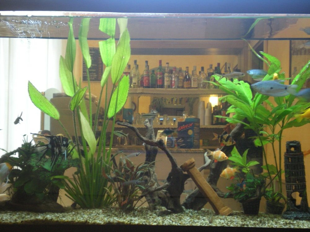 Фото Hotel Villa Primavera