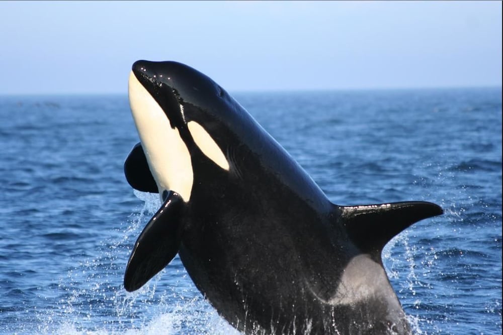 Фото Swinomish Casino & Lodge