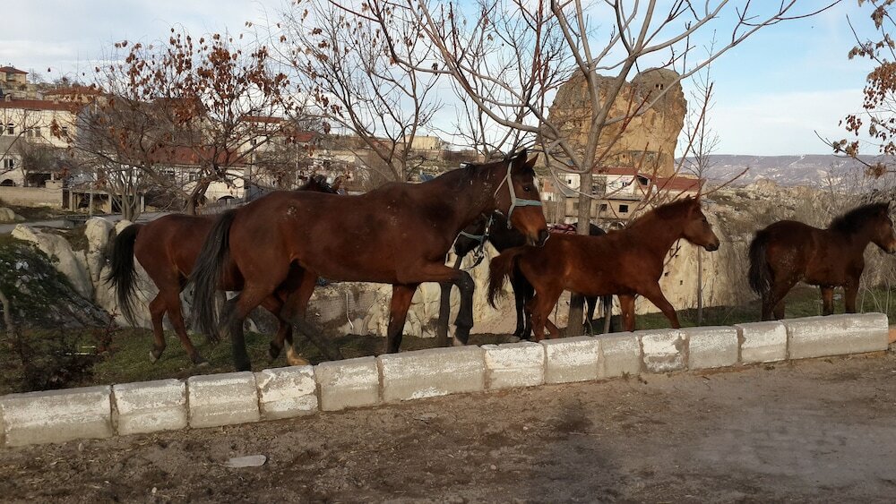 Фото Tafoni Houses Cave Hotel