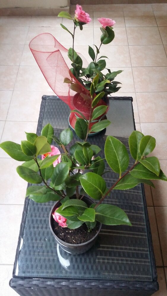 Фото B&b Casa Valeria