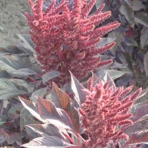 Фото Крымские Дачи