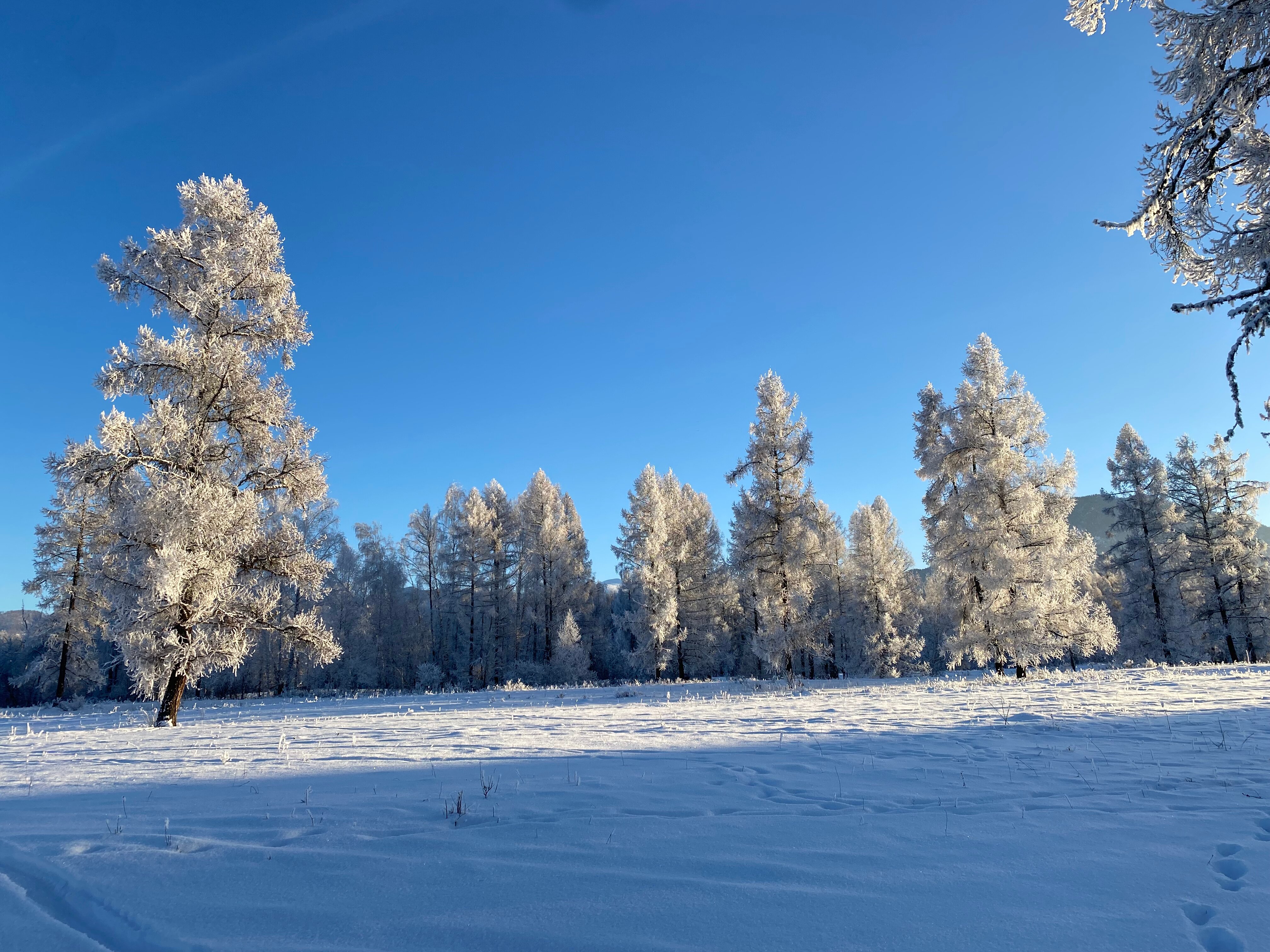 Фото Аврора