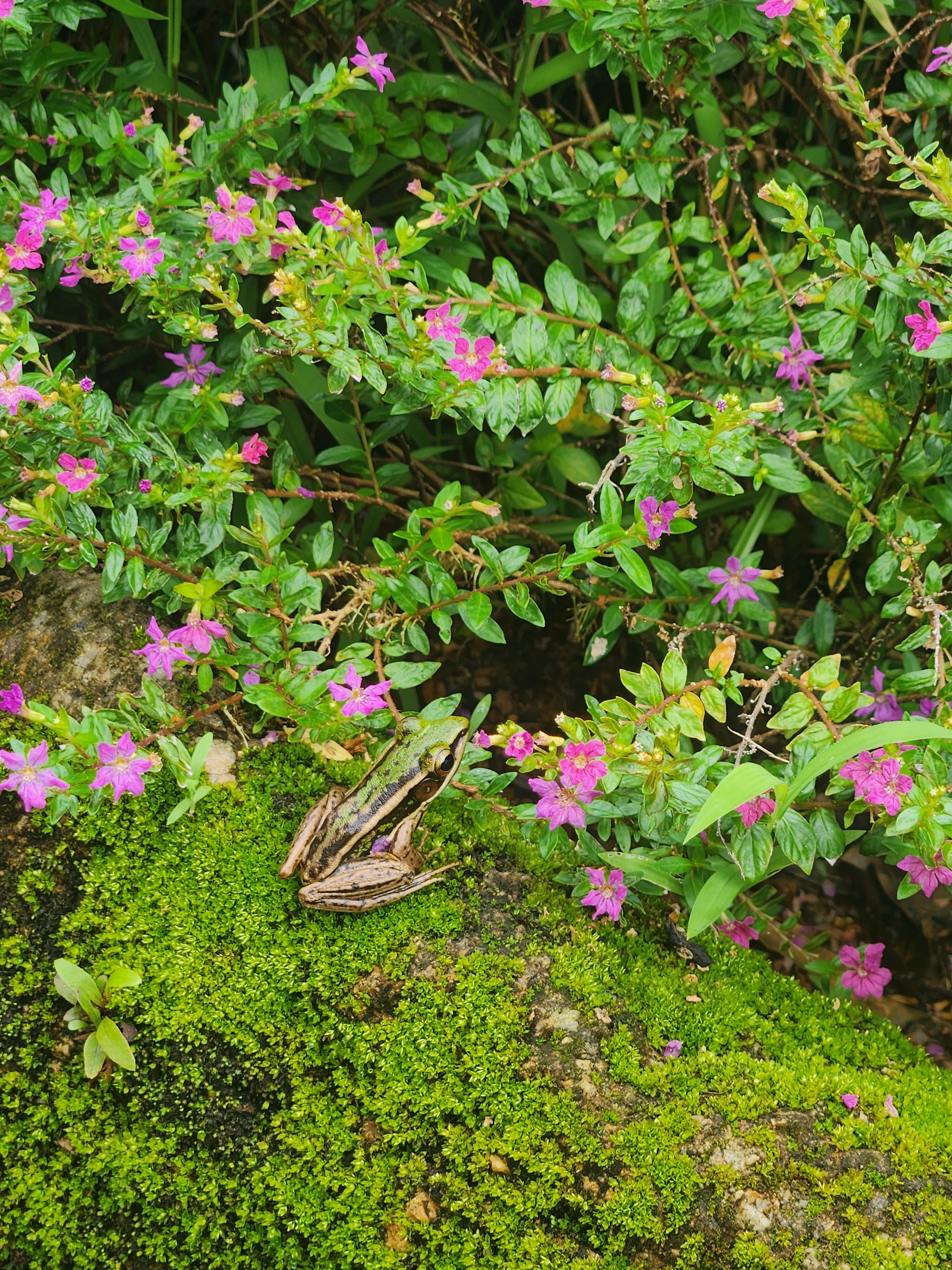 Фото Mom Tri's Villa Royale