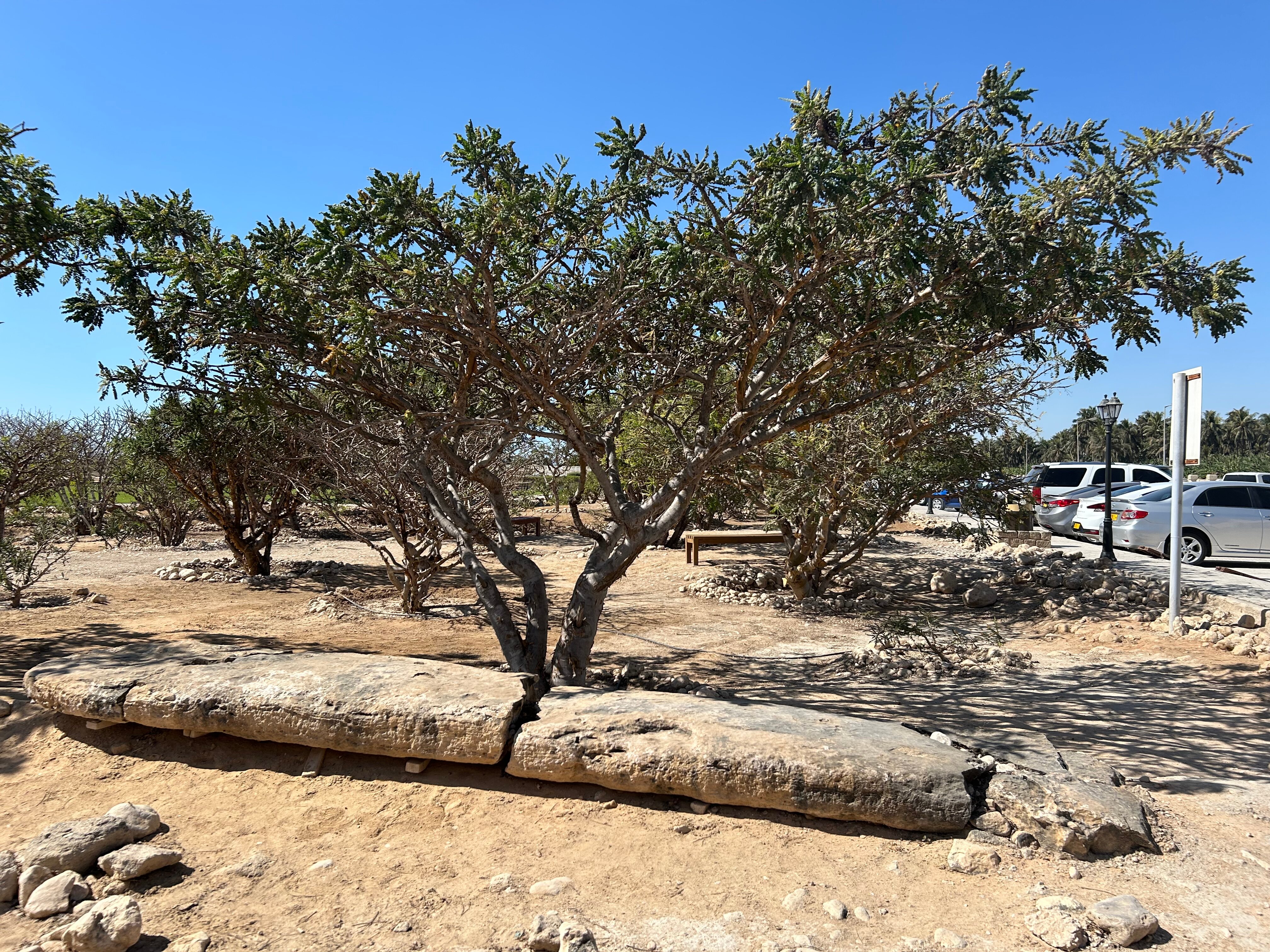 Фото Wyndham Garden Salalah Mirbat