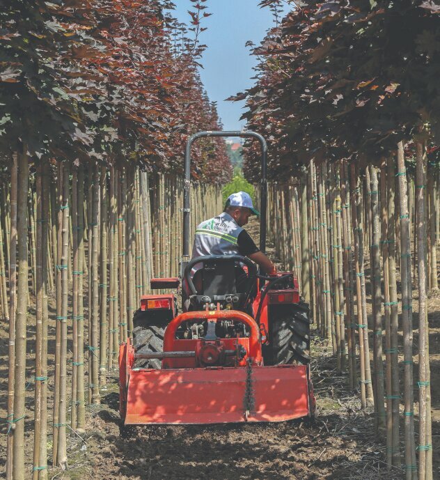 Garden center Arifiye Nursery, Arifiye, photo