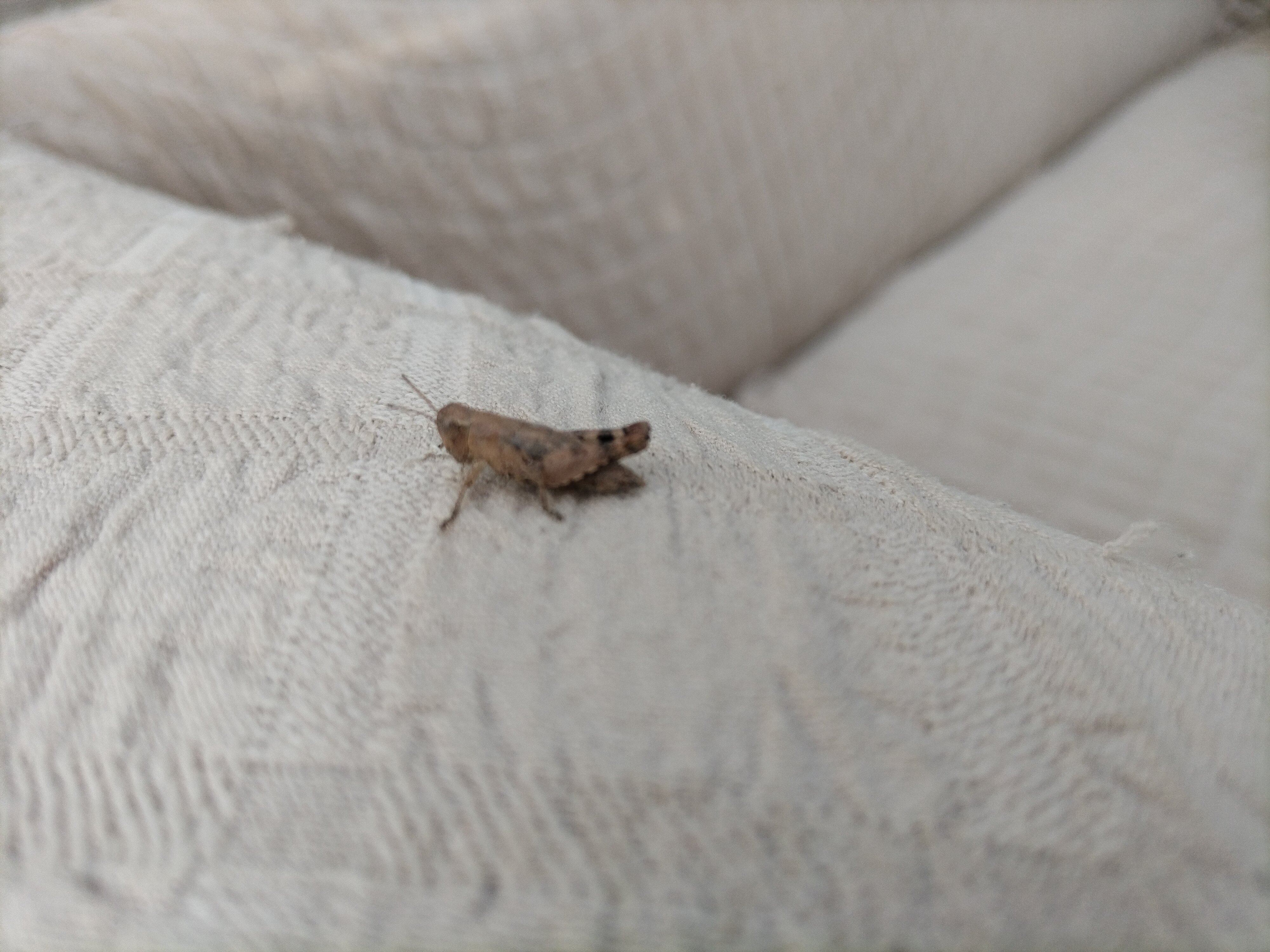 Фото Лесная Сказка Resort Inn