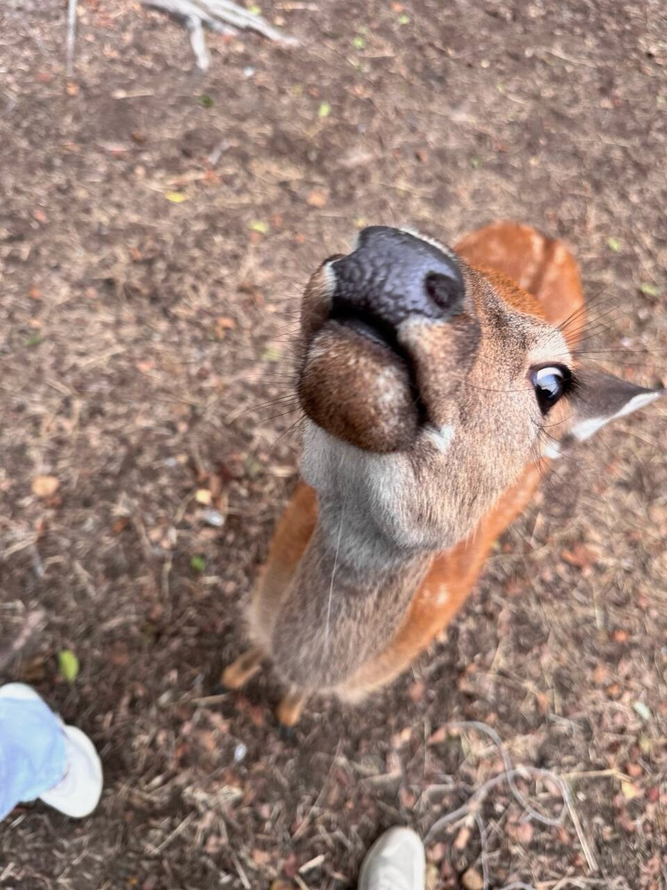 Фото Дикое подворье