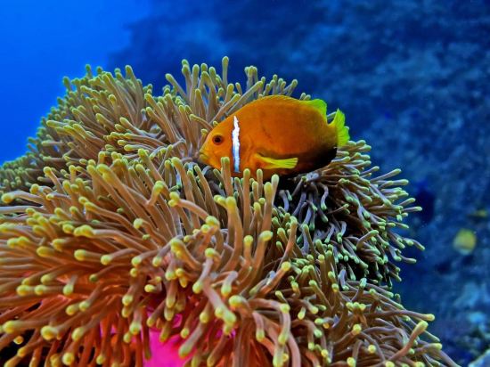 Фото Kaani Village & SPA