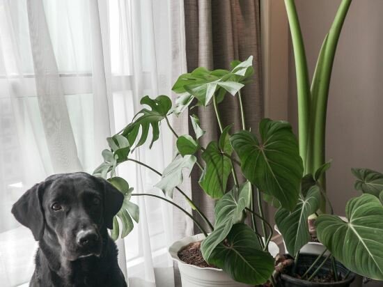 Фото Somerset Millennium Makati