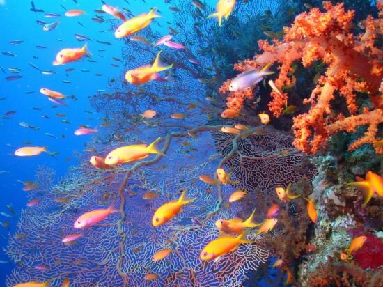 Фото Captain's Inn