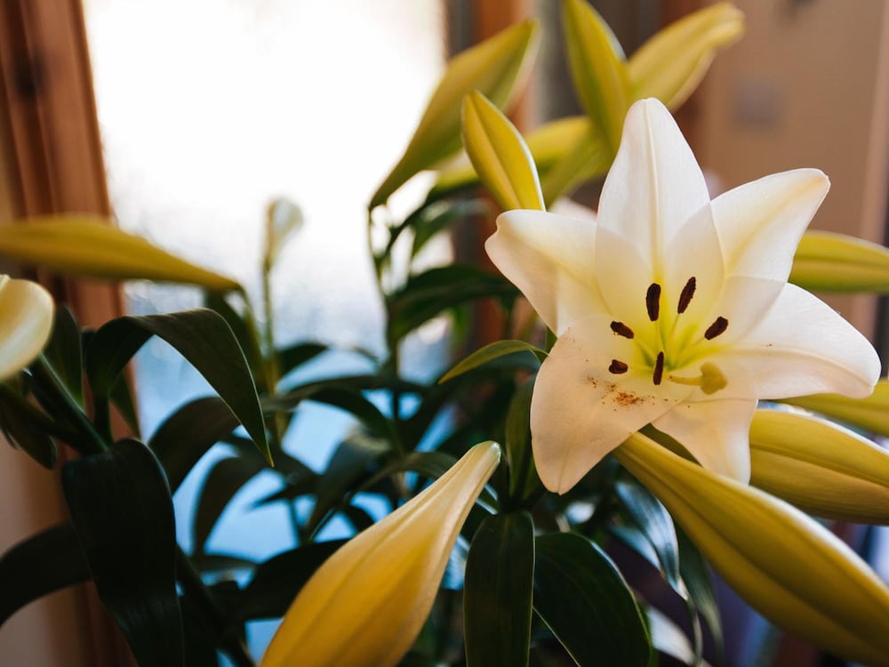 Фото Shenavallie Bed & Breakfast and self catering