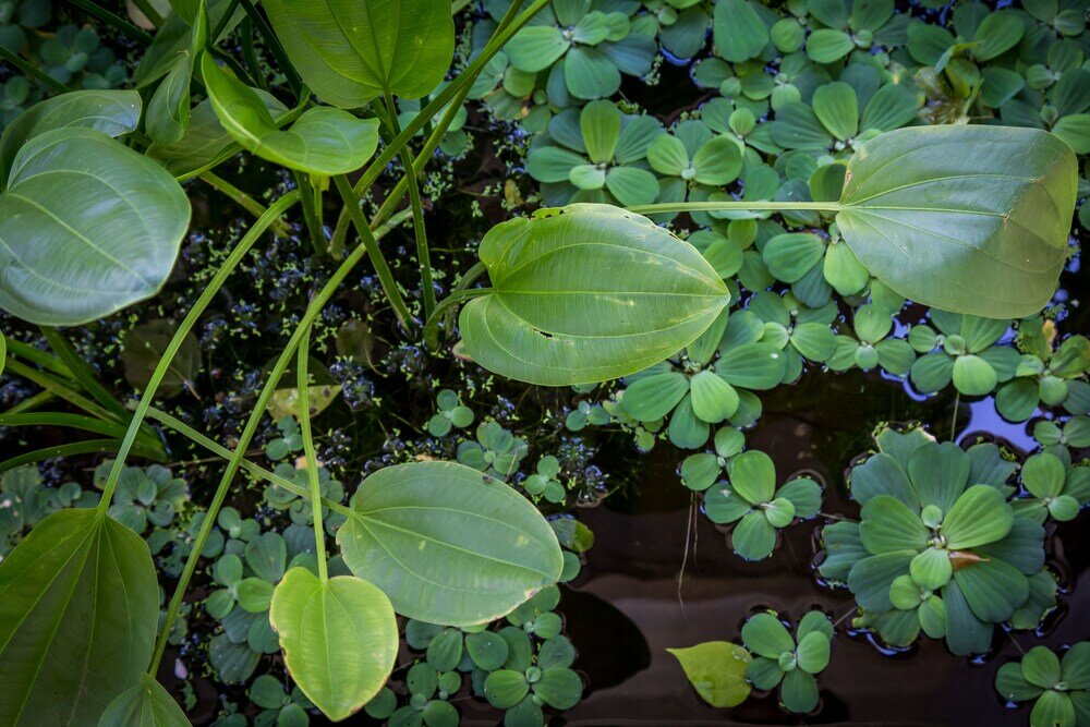 Фото Baby Elephant Boutique Hotel