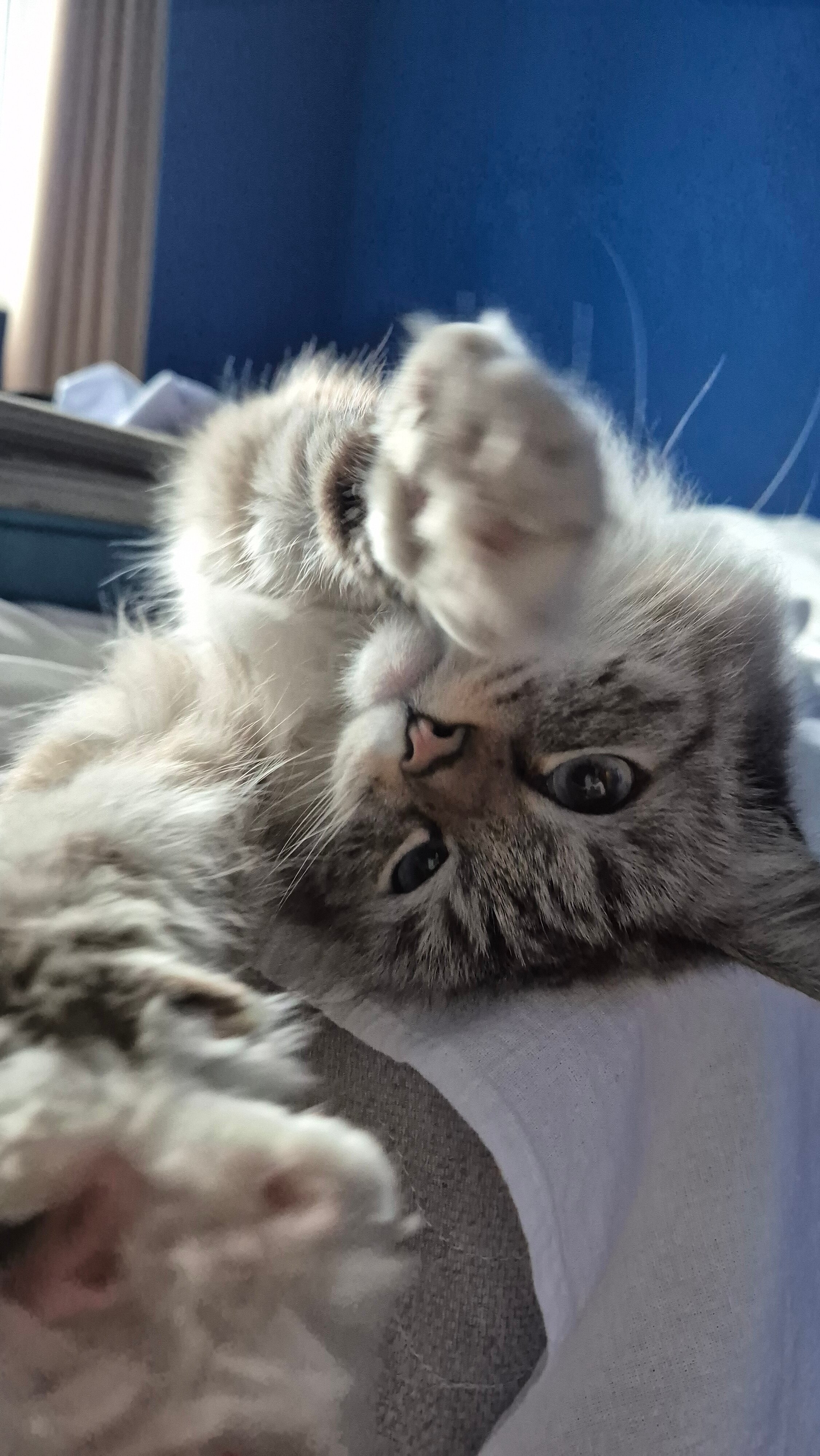 Фото Толстый кот